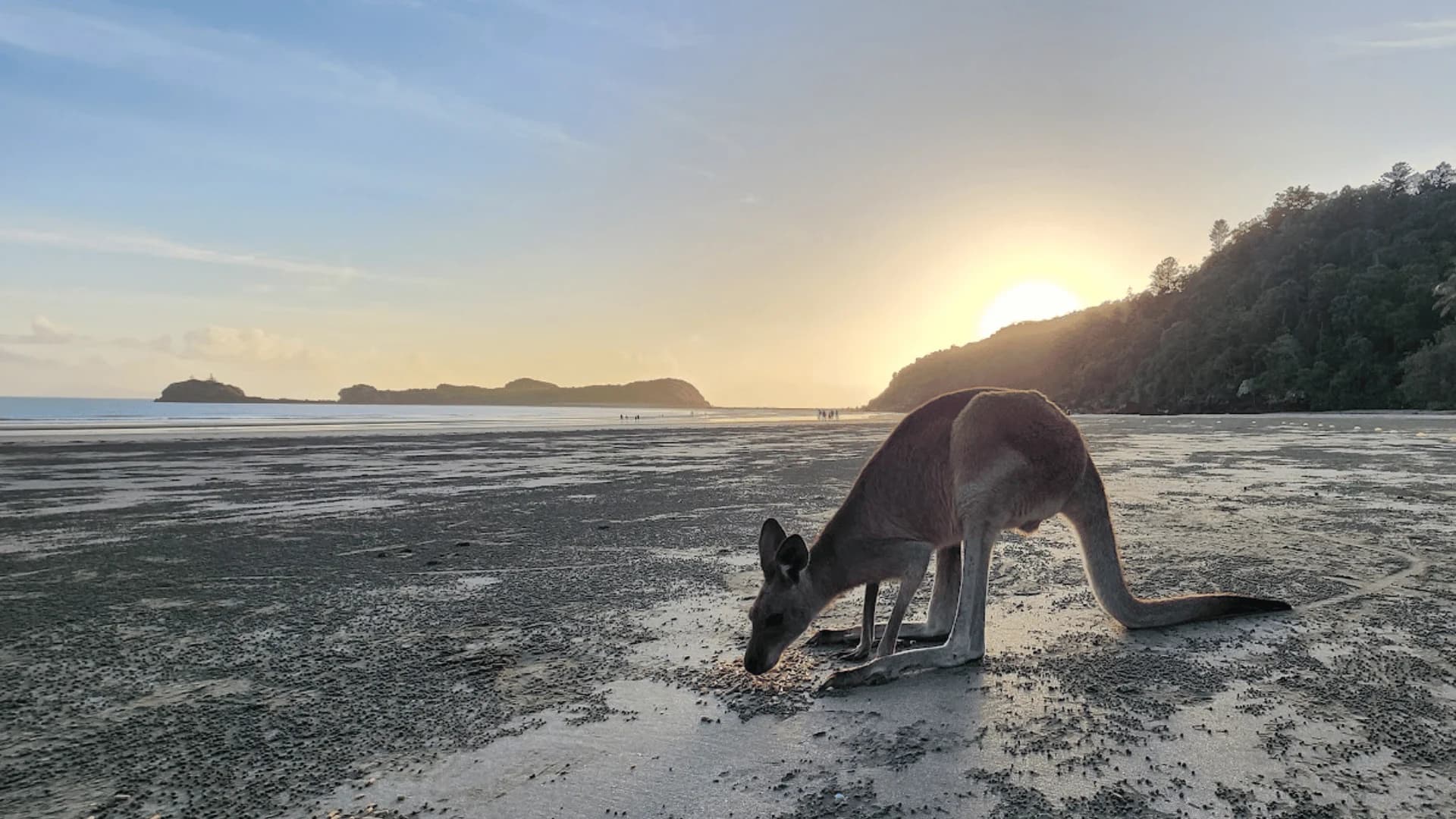 A kangaroo on the beach at sunrise at Cape Hillsborough in North Queensland.