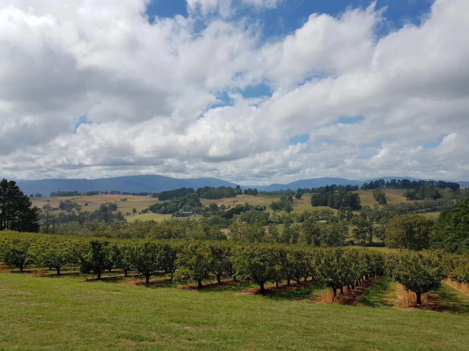 Vines and rolling countryside in the Barossa Valley