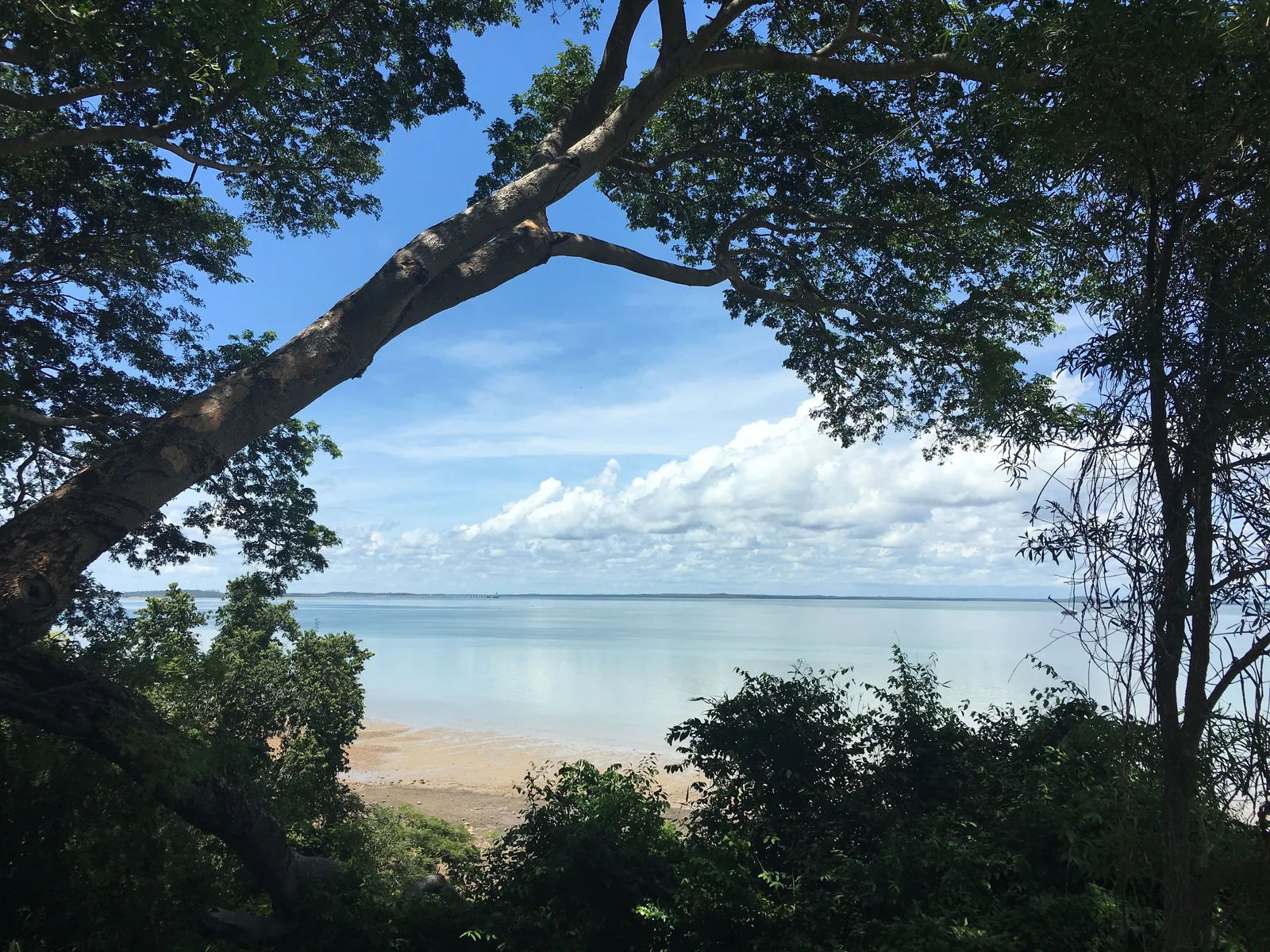 Trees framing the coast in Darwin