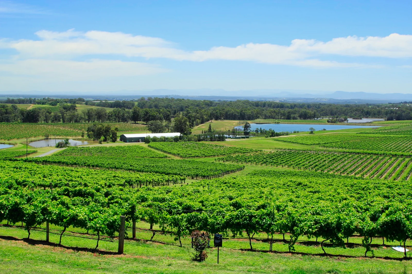Vineyard and hills in the Hunter Valley