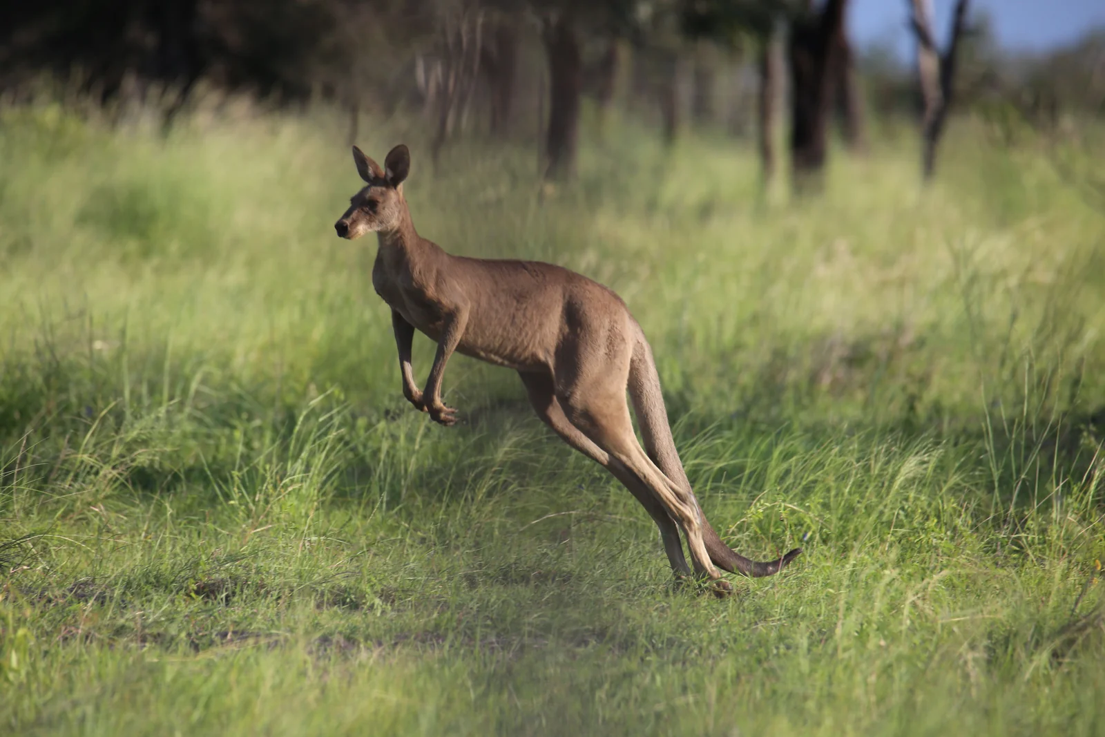 Kangaroo in grassland at Rockhampton