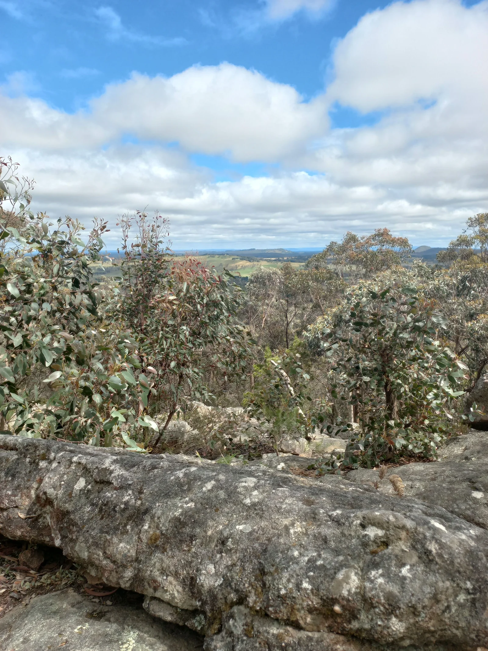 Eucalyptus trees and rocky landscape near Bowral in the Southern Highlands