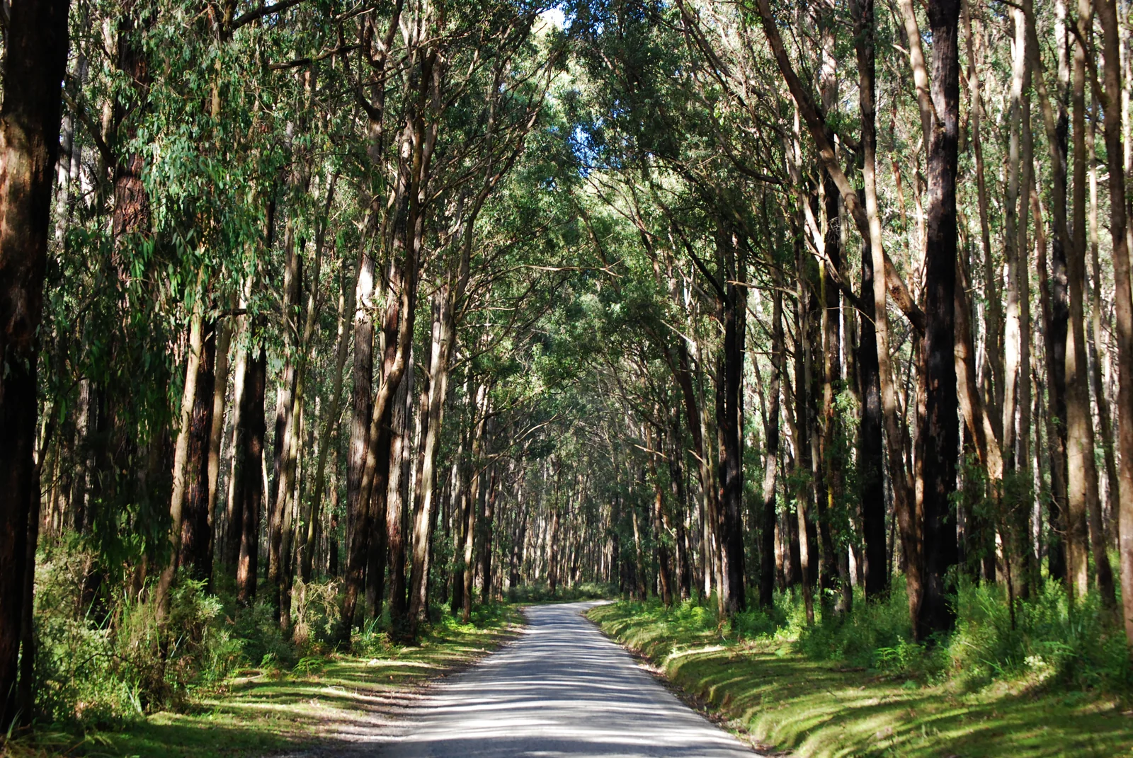Eucalyptus forest road in Mount Dandenong