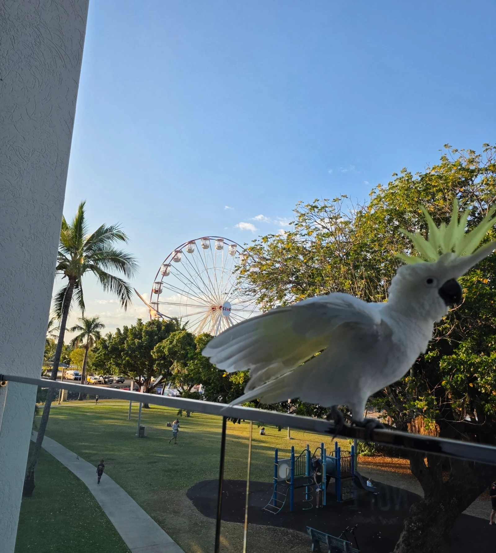 Cockatoo beside a tropical park and Ferris wheel in Airlie Beach